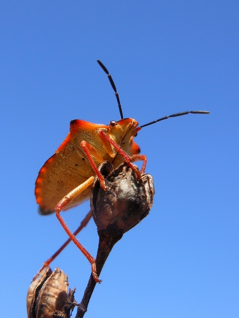 Pentatomidae: Carpocoris mediterraneus atlanticus